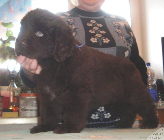 Фото: дочь, ньюфаундленд Супер Премиум Брабус