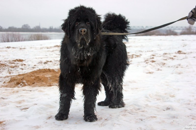 Фото: ньюфаундленд Потап Олан