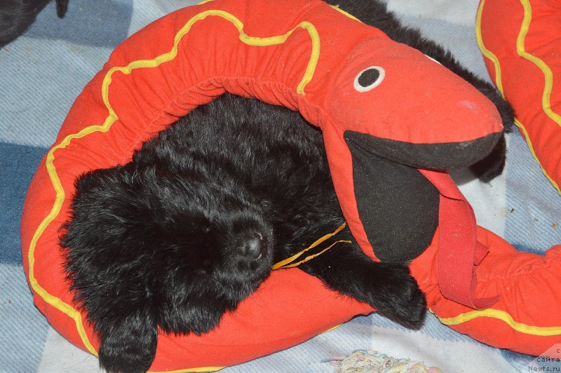 Фото: ньюфаундленд Акватория Келвин Кадриль (Aquatoriya Kelvin Kadril)