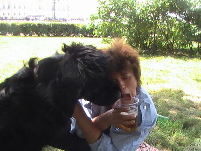 Фото: ньюфаундленд Талула Белл (Talula Bell), Анна Ковалёва