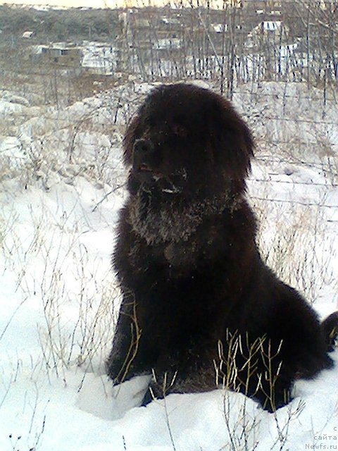 Фото: ньюфаундленд Спарт Грейт Бавария Бель (Spart Great Bavariya Bell)