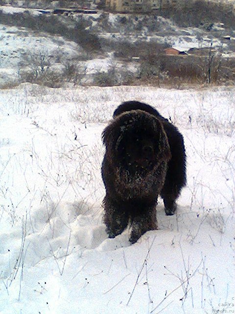 Фото: ньюфаундленд Спарт Грейт Бавария Бель (Spart Great Bavariya Bell)