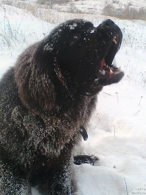 Фото: ньюфаундленд Спарт Грейт Бавария Бель (Spart Great Bavariya Bell)