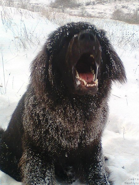 Фото: ньюфаундленд Спарт Грейт Бавария Бель (Spart Great Bavariya Bell)