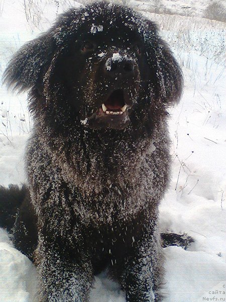 Фото: ньюфаундленд Спарт Грейт Бавария Бель (Spart Great Bavariya Bell)