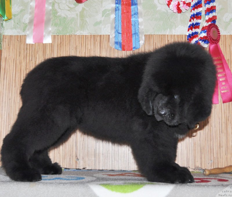 Фото: Бегущая по волнам Ретён оф зе Квин