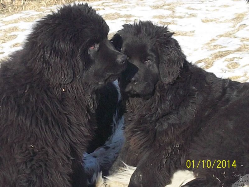 Фото: ньюфаундленд Супер Премиум Нао Дел Трато, ньюфаундленд Супер Премиум Немессис