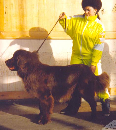 Фото: ньюфаундленд Барбар Халиф вэ Джоли Роджер