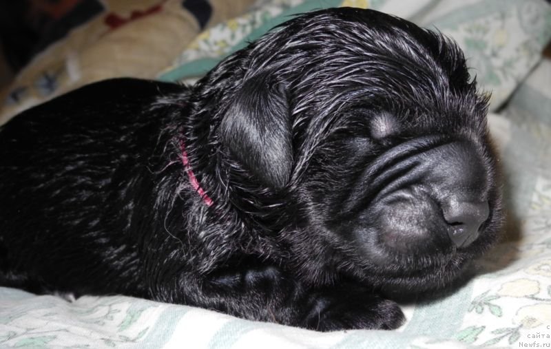 Фотография № 143411