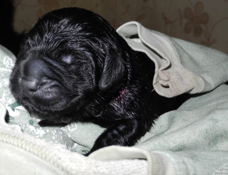 Фотография № 143413