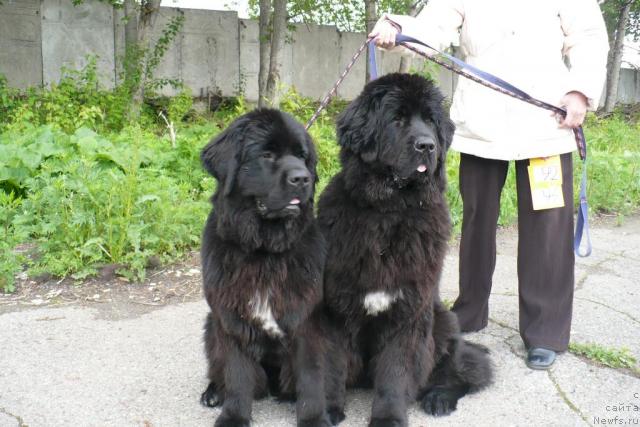 Фото: ньюфаундленд Блэк Диамонд Агидель от Потапа Патриция (Black Diamond Agidel ot Potapa Patricia), ньюфаундленд Блэк Диамонд Агидель от Потапа Полетта (Black Diamond Agidel ot Potapa Poletta)