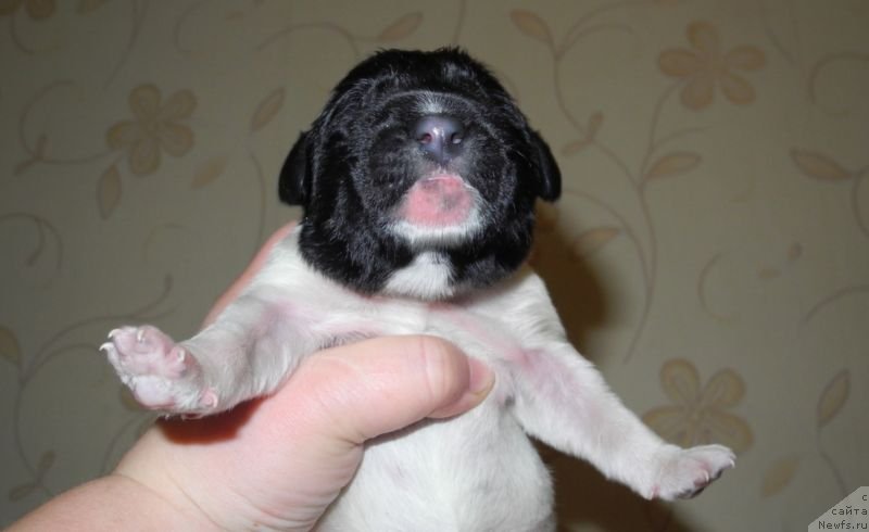 Фотография № 143420