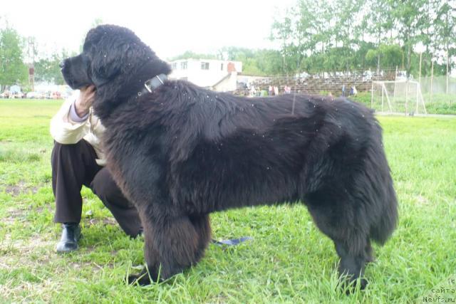 Фото: ньюфаундленд Блэк Диамонд Агидель от Потапа Полетта (Black Diamond Agidel ot Potapa Poletta)