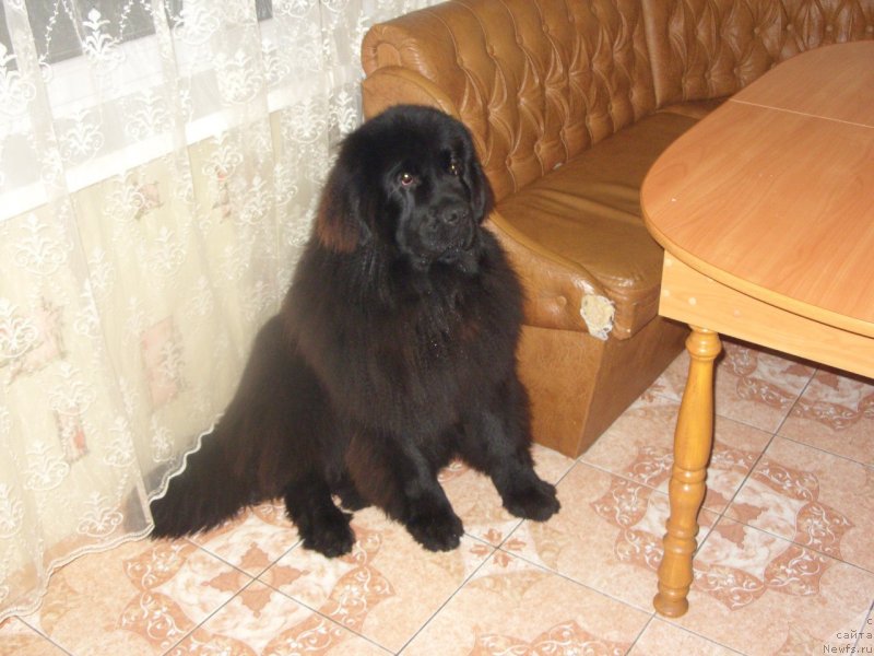 Фото: ньюфаундленд Султан Бест Бавария Бель (Sultan Best Bavariya Belle)