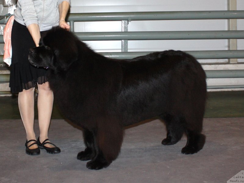 Фото: ньюфаундленд Чанси из Золотого Треугольника