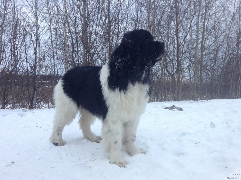 Фото: ньюфаундленд Аквиан Сонг Кроун Роял