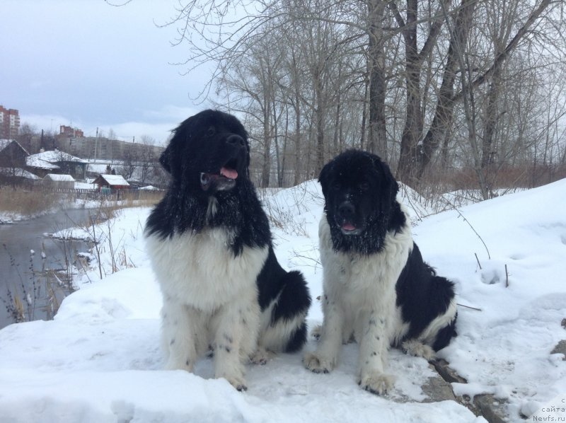 Фото: ньюфаундленд Аквиан Сонг Кроун Роял