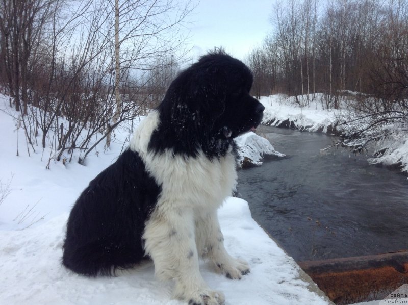 Фото: ньюфаундленд Аквиан Сонг Кроун Роял