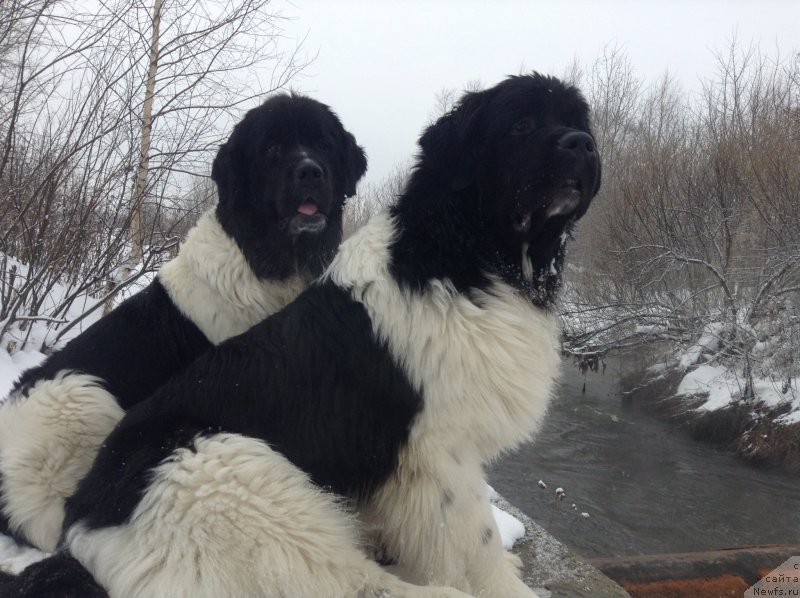 Фото: ньюфаундленд Аквиан Сонг Кроун Роял