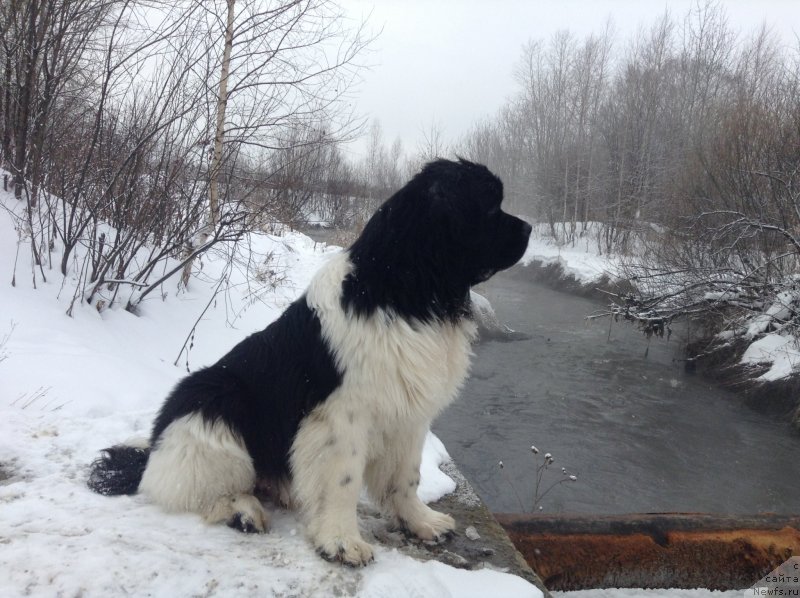 Фото: ньюфаундленд Аквиан Сонг Кроун Роял