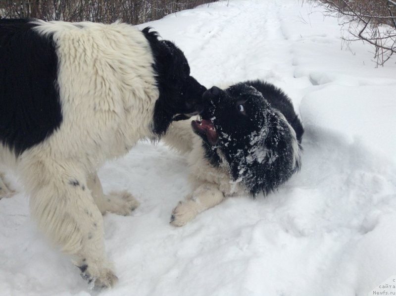 Фото: ньюфаундленд Аквиан Сонг Кроун Роял