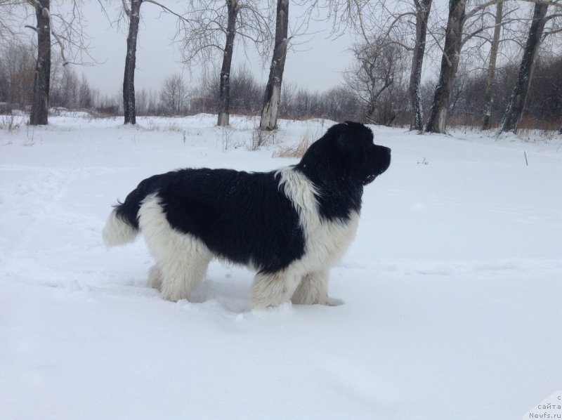 Фото: ньюфаундленд Аквиан Сонг Кроун Роял