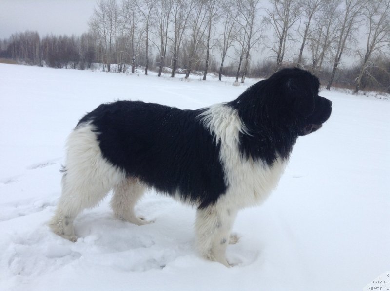 Фото: ньюфаундленд Аквиан Сонг Кроун Роял