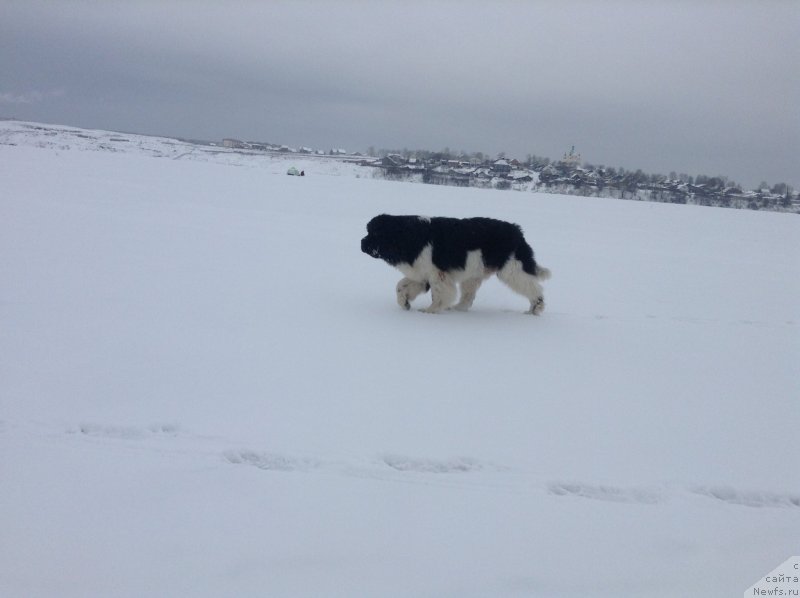 Фото: ньюфаундленд Аквиан Сонг Кроун Роял