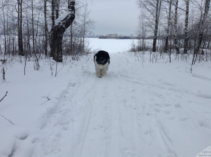 Фото: ньюфаундленд Аквиан Сонг Кроун Роял