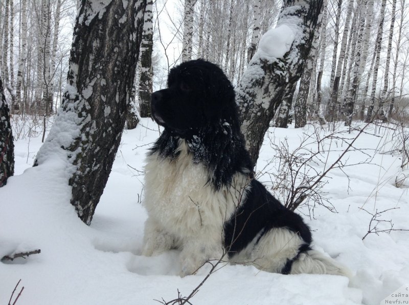 Фото: ньюфаундленд Аквиан Сонг Кроун Роял