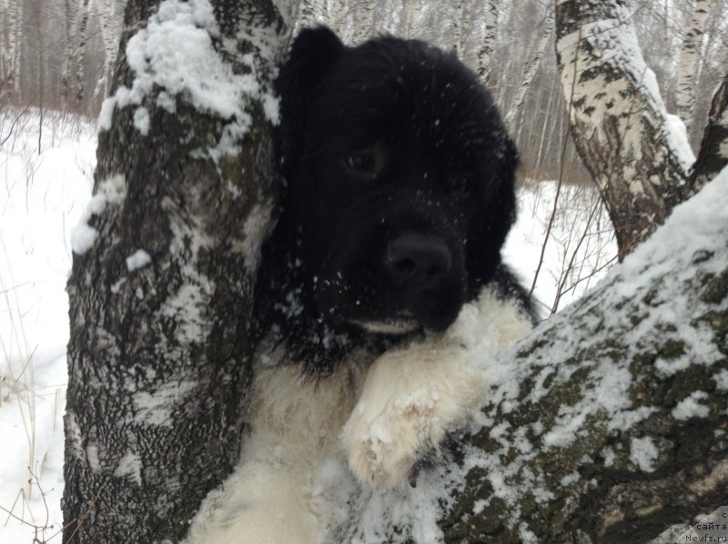 Фото: ньюфаундленд Аквиан Сонг Кроун Роял
