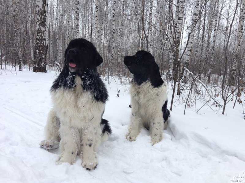 Фото: ньюфаундленд Аквиан Сонг Кроун Роял