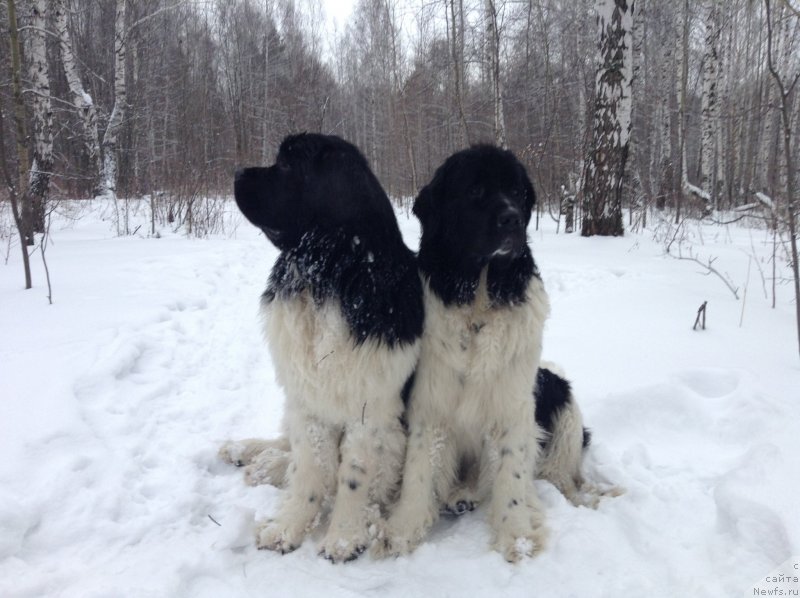 Фото: ньюфаундленд Аквиан Сонг Кроун Роял