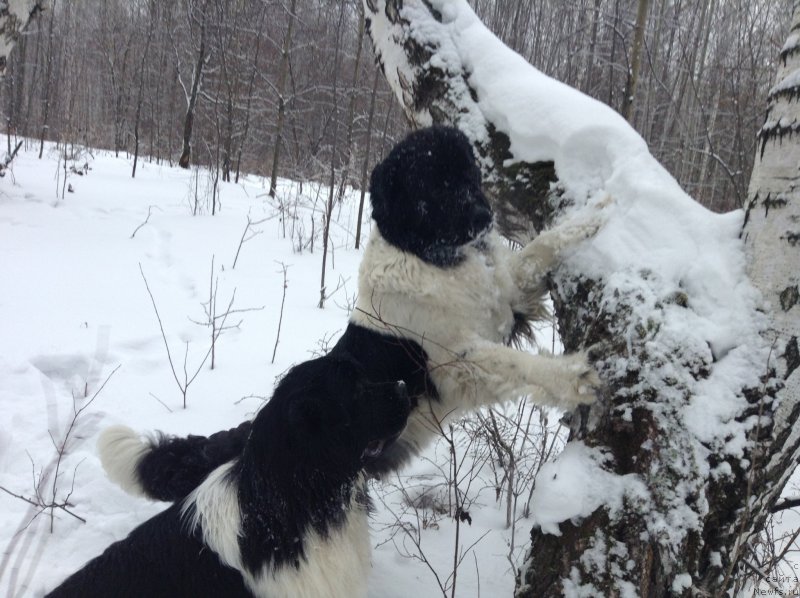 Фото: ньюфаундленд Аквиан Сонг Кроун Роял