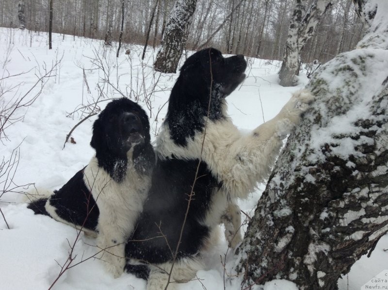 Фото: ньюфаундленд Аквиан Сонг Кроун Роял