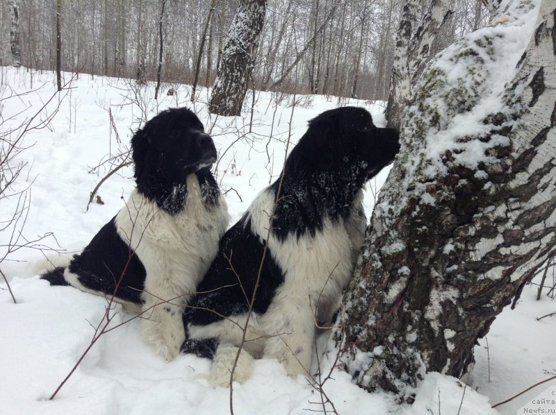 Фото: ньюфаундленд Аквиан Сонг Кроун Роял