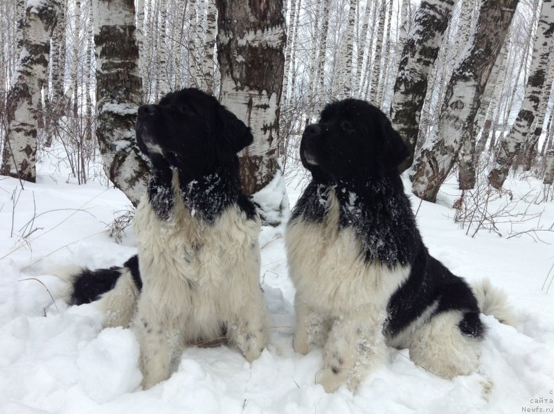 Фото: ньюфаундленд Аквиан Сонг Кроун Роял