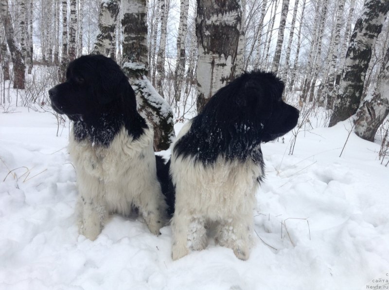 Фото: ньюфаундленд Аквиан Сонг Кроун Роял