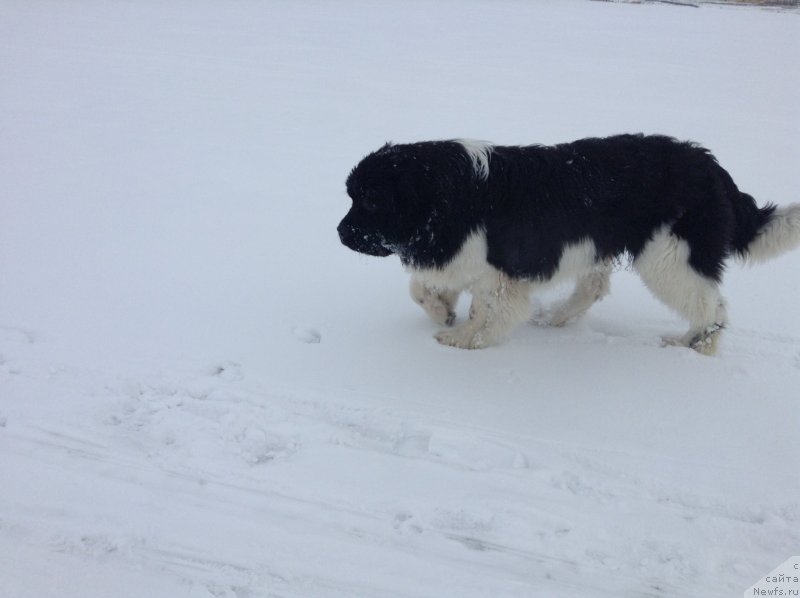 Фото: ньюфаундленд Аквиан Сонг Кроун Роял