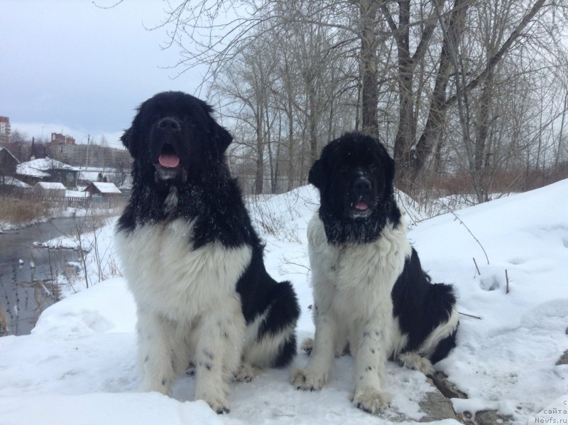 Фото: ньюфаундленд Отрада Чудная Моя из Тихого Омута