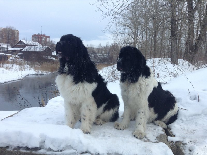 Фото: ньюфаундленд Отрада Чудная Моя из Тихого Омута