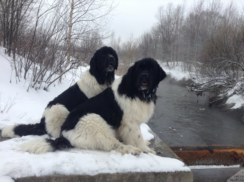 Фото: ньюфаундленд Отрада Чудная Моя из Тихого Омута