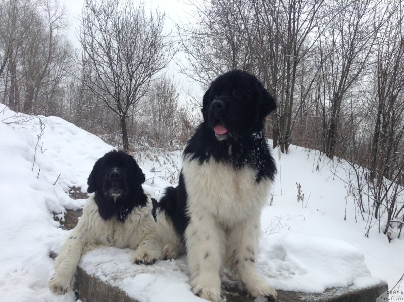 Фото: ньюфаундленд Отрада Чудная Моя из Тихого Омута