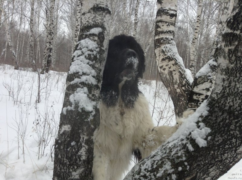 Фото: ньюфаундленд Отрада Чудная Моя из Тихого Омута