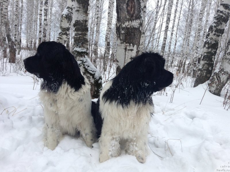 Фото: ньюфаундленд Отрада Чудная Моя из Тихого Омута