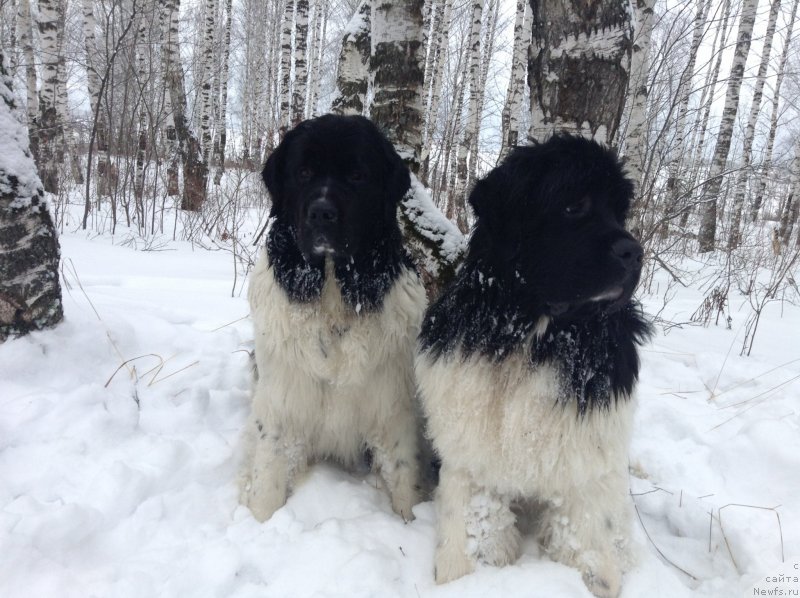 Фото: ньюфаундленд Отрада Чудная Моя из Тихого Омута