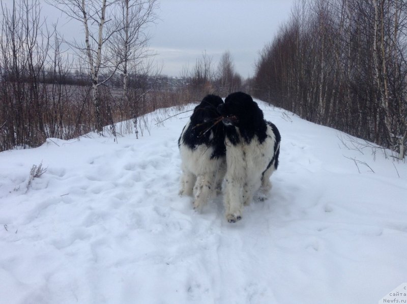 Фото: ньюфаундленд Отрада Чудная Моя из Тихого Омута