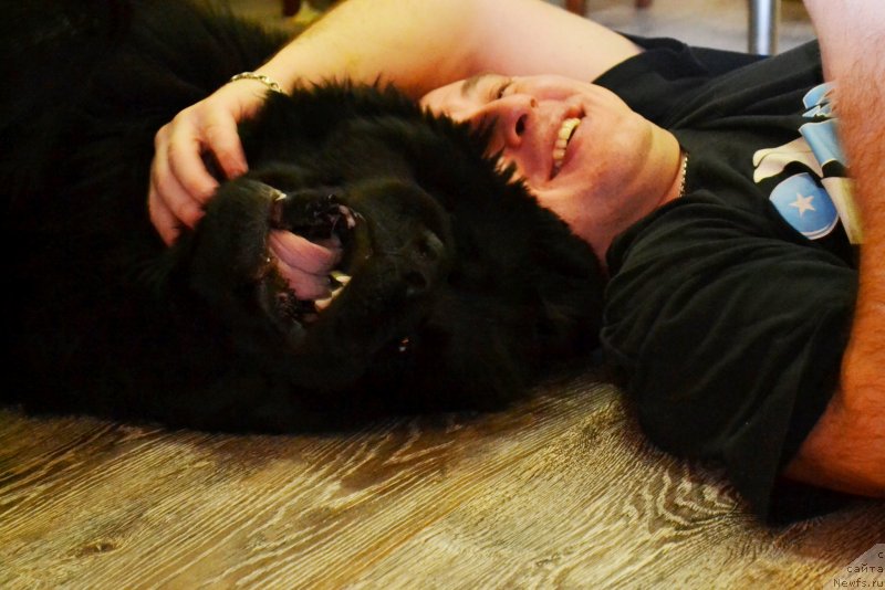 Фото: ньюфаундленд Их Высочество Владлена Маджикс, Алексей Нистратов