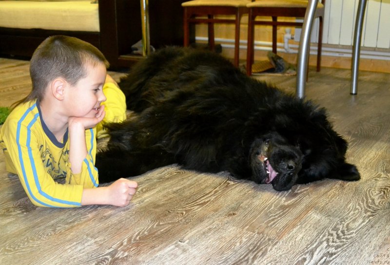 Фото: ньюфаундленд Их Высочество Владлена Маджикс