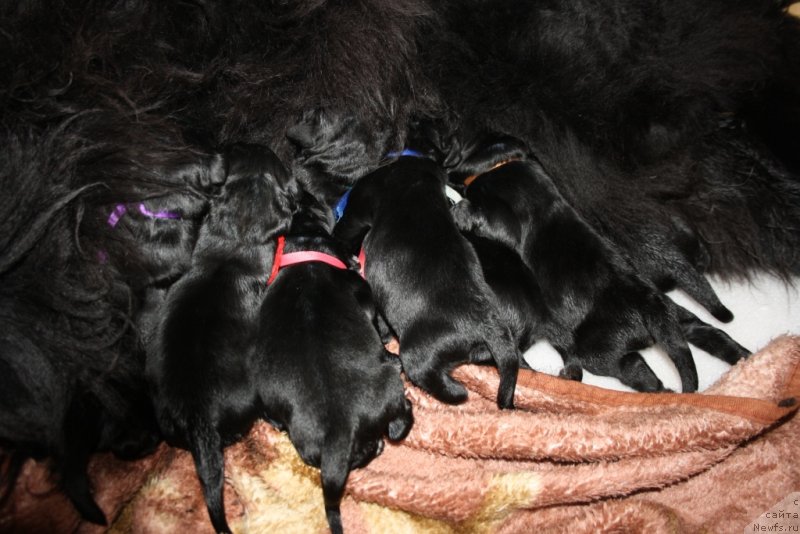 Фото: щенки, ньюфаундленд Fortuna of Giant's Island